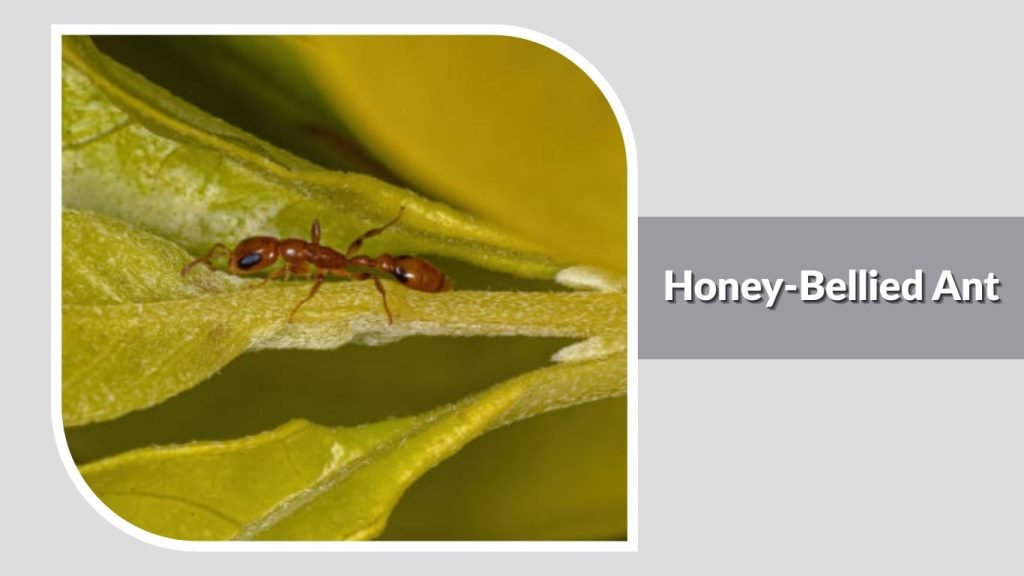 Honey-Bellied Ant
