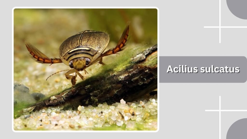 Acilius sulcatus
