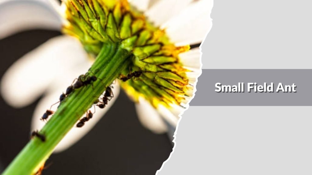 Small Field Ant