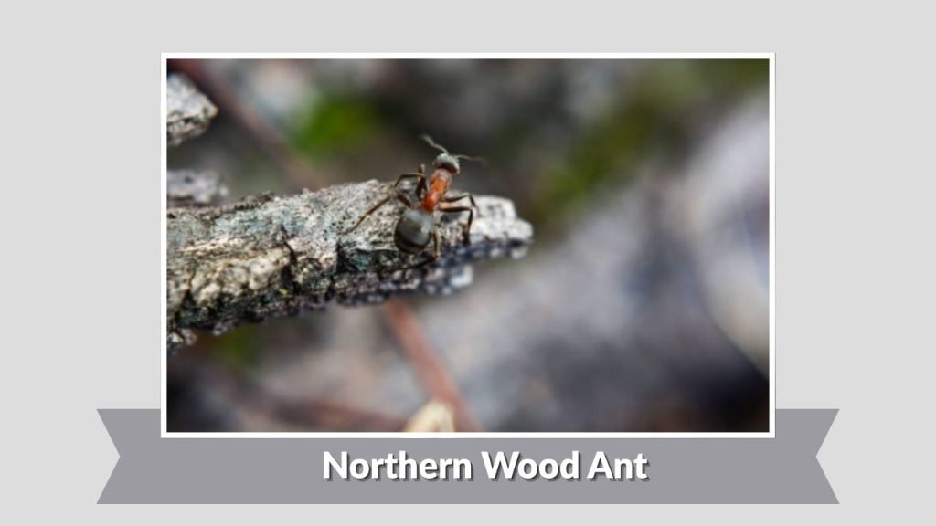 Northern Wood Ant