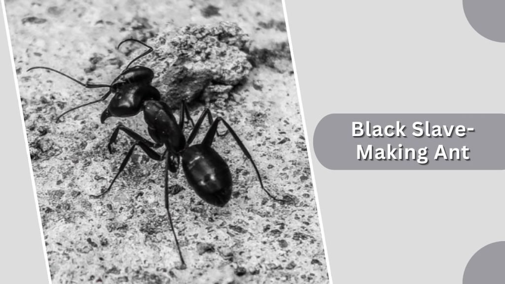 Black Slave-Making Ant
