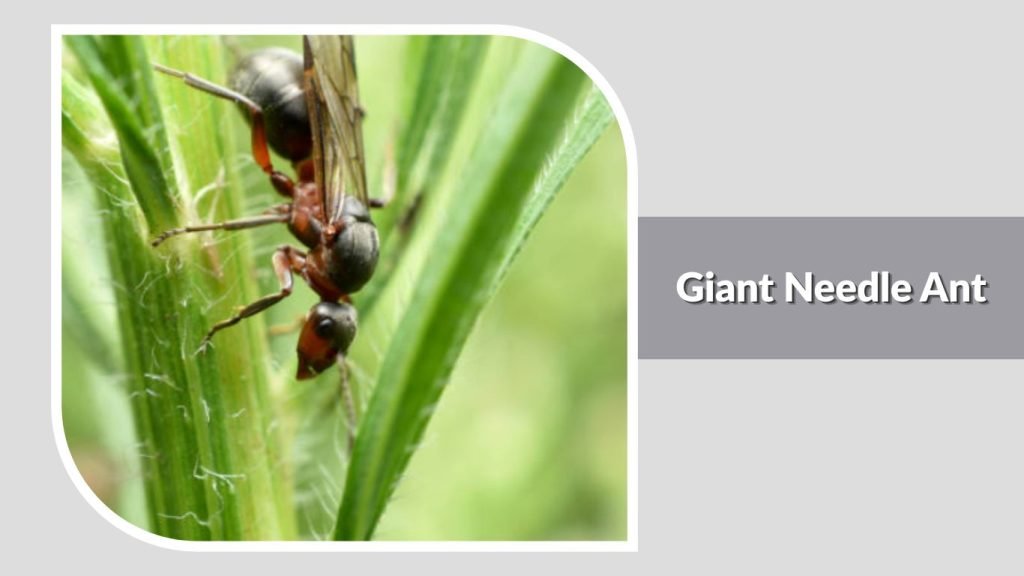  Giant Needle Ant