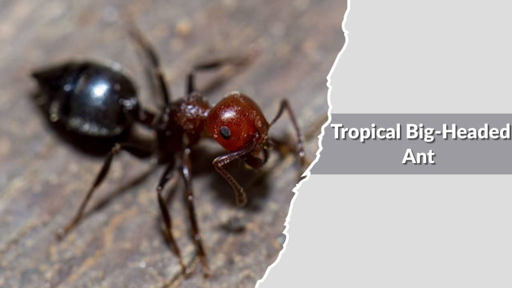 Tropical Big-Headed Ant