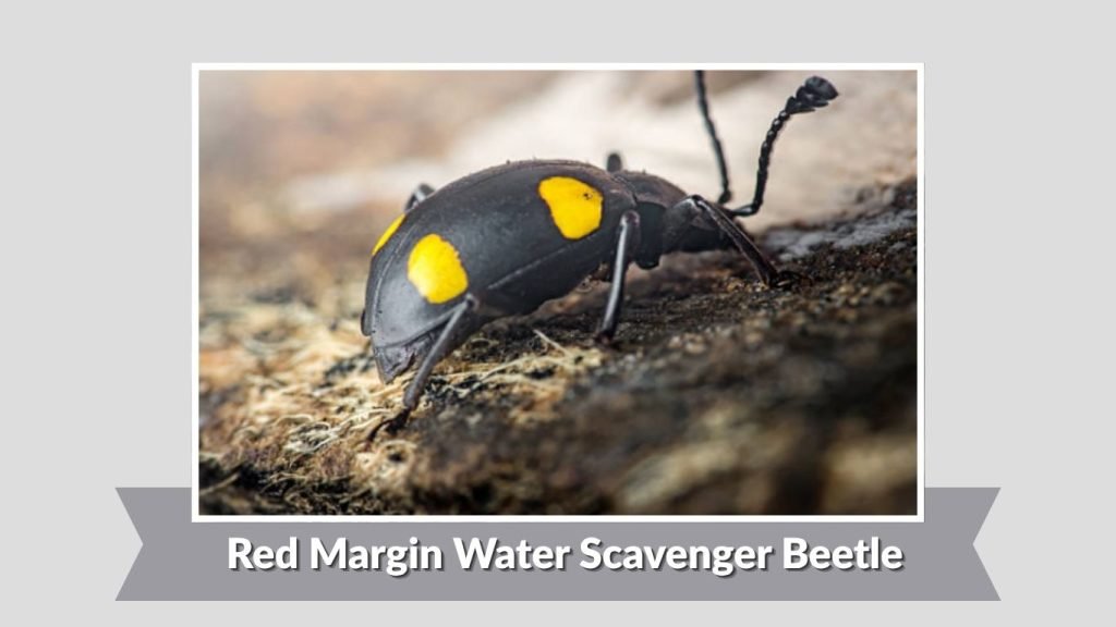 Red Margin Water Scavenger Beetle