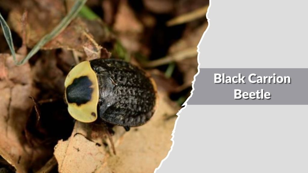  Black Carrion Beetle