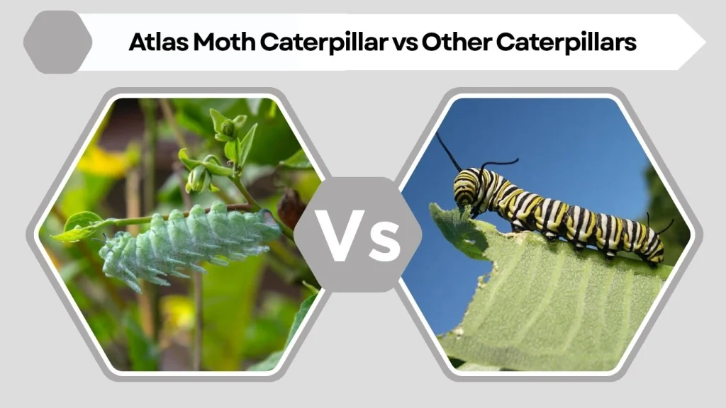 Atlas Moth Caterpillar vs Other Caterpillars