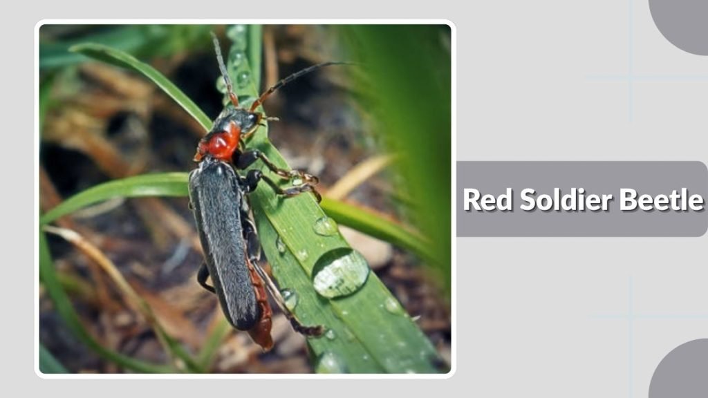 Red Soldier Beetle