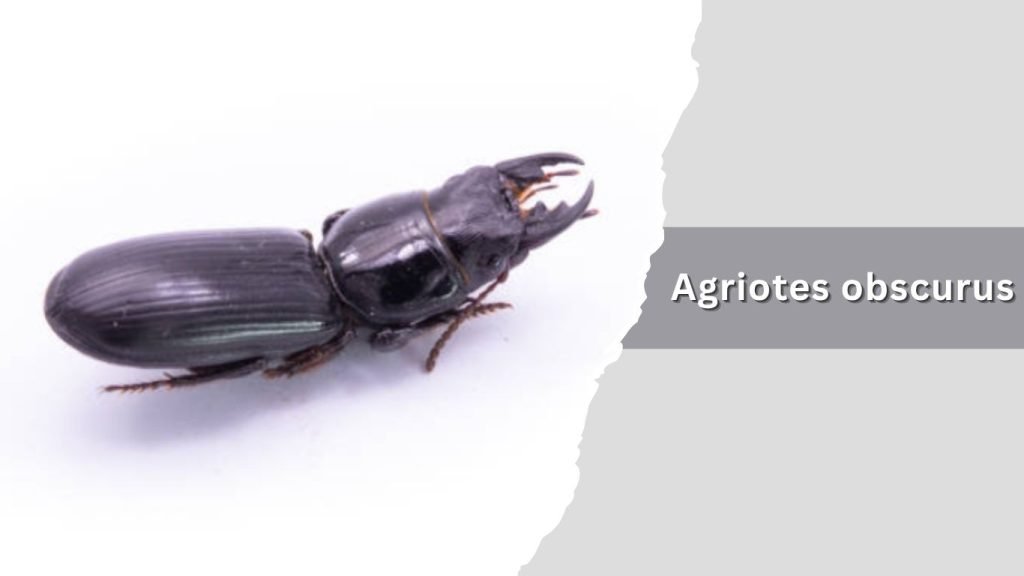 Agriotes obscurus