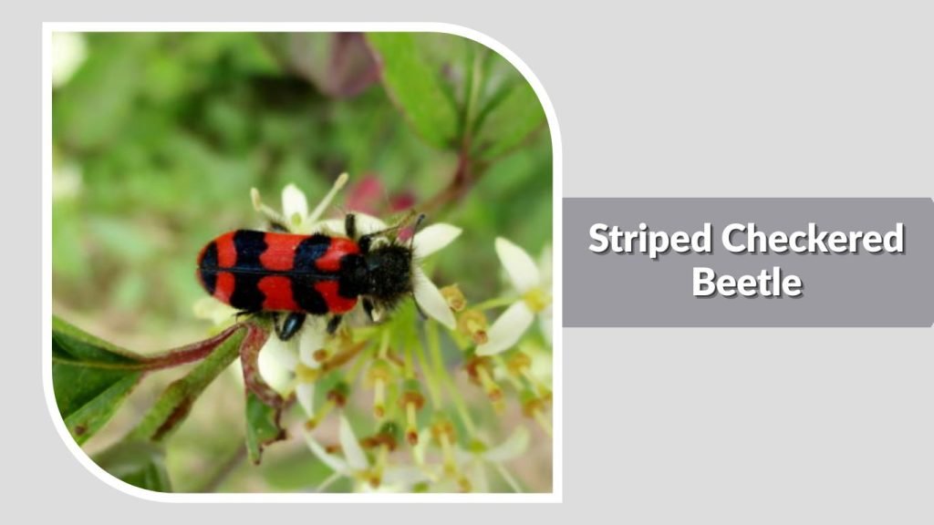  Striped Checkered Beetle
