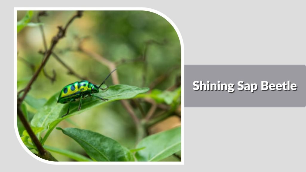 Shining Sap Beetle