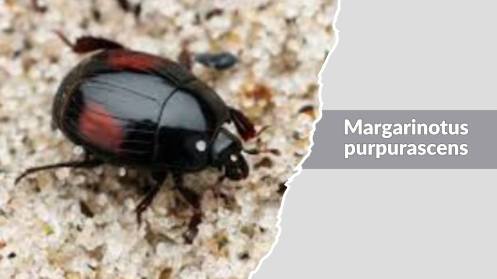Margarinotus purpurascens