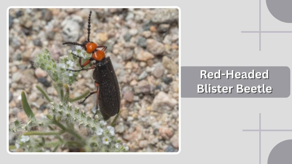 Red-Headed Blister Beetle