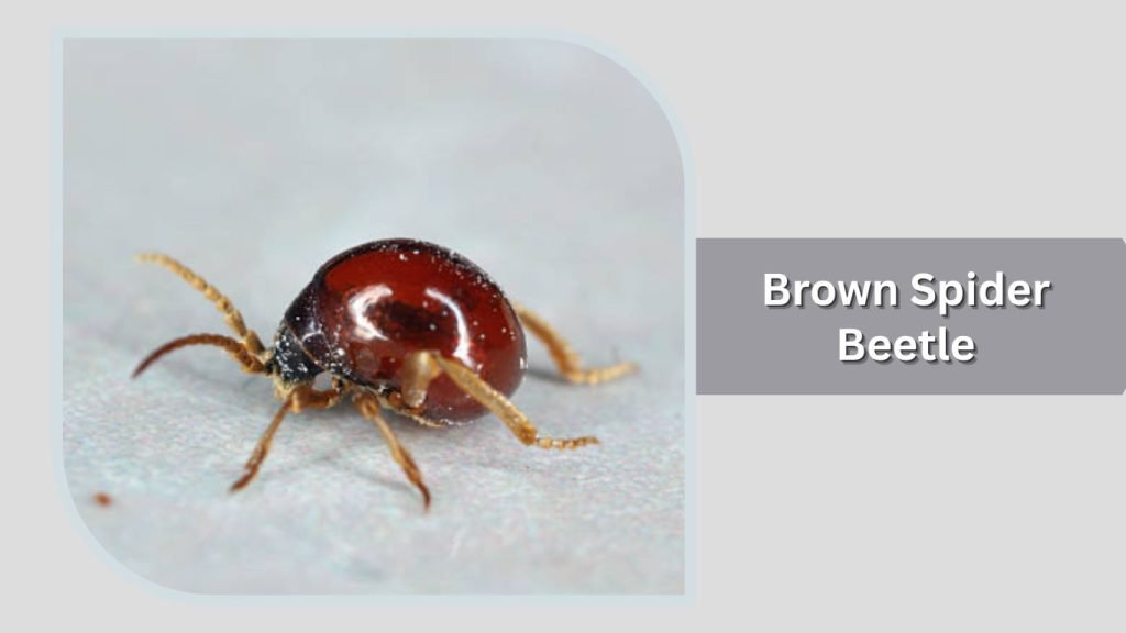  Brown Spider Beetle