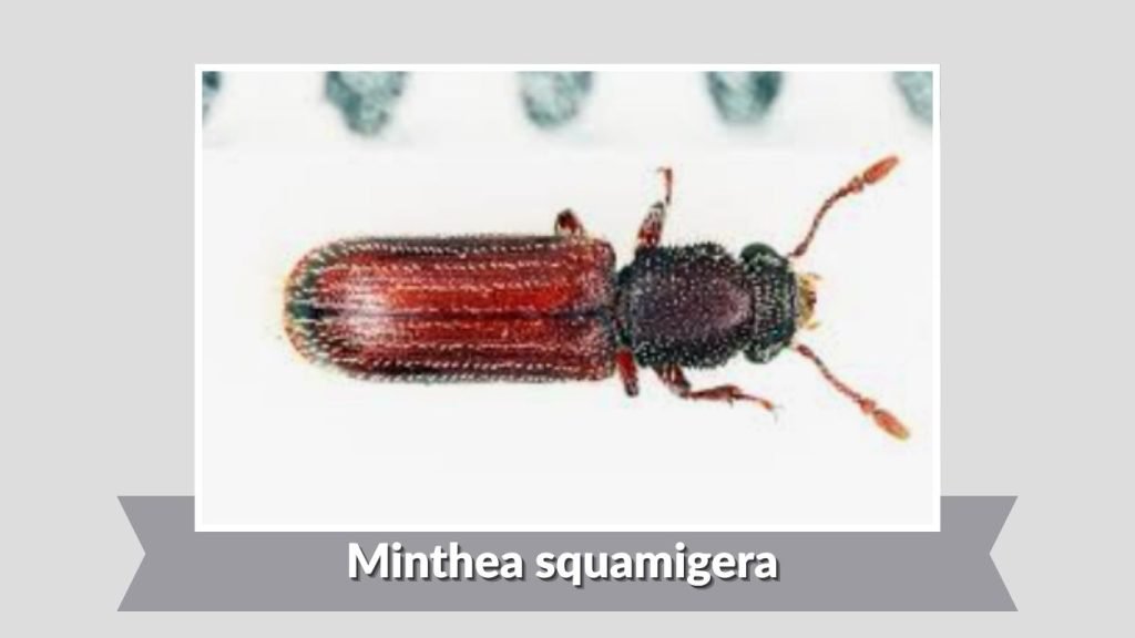 Minthea squamigera