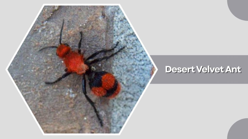  Desert Velvet Ant