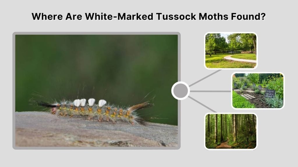 Where Are White-Marked Tussock Moths Found?