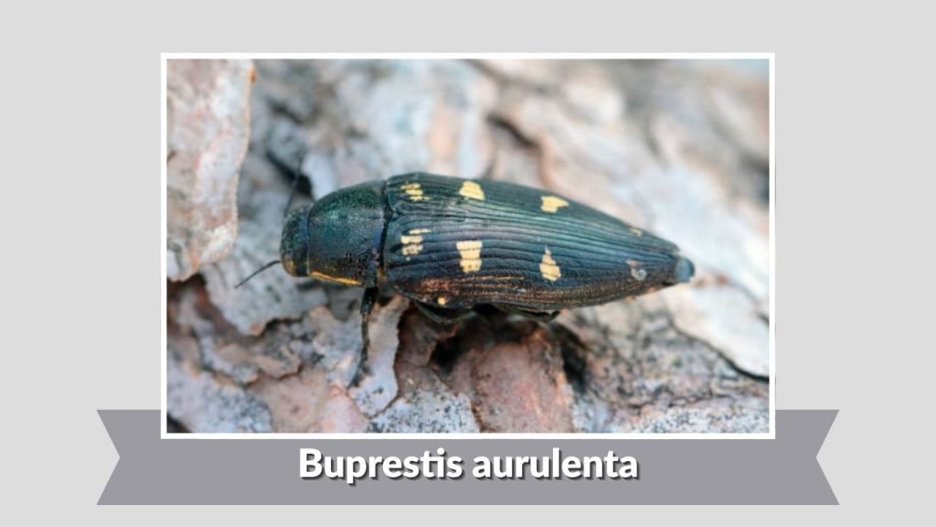 Buprestis aurulenta
