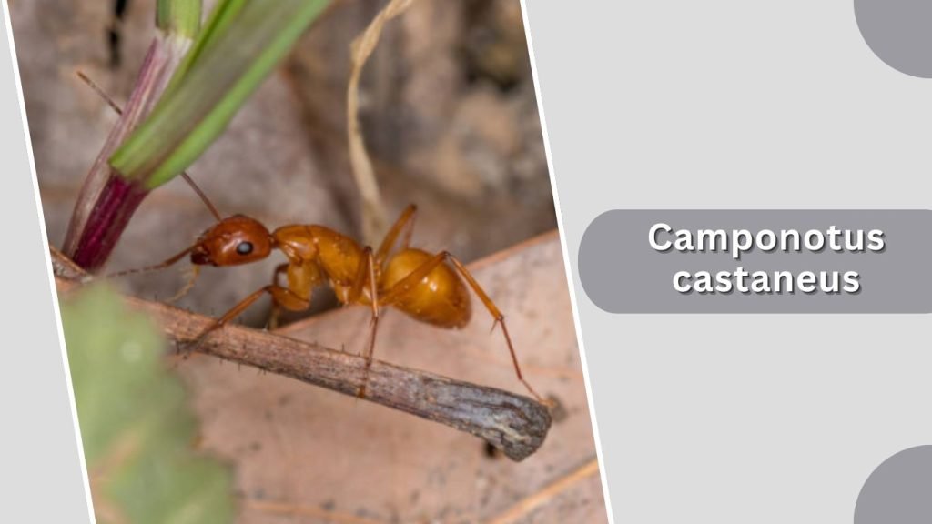 Camponotus castaneus