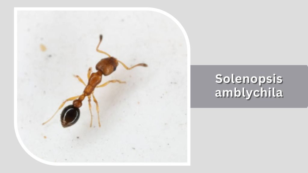 Solenopsis amblychila