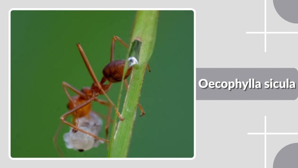 Oecophylla sicula 
