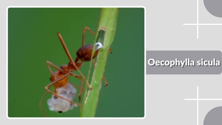 15 Types of Weaver Ants: Species Identification With Pictures
