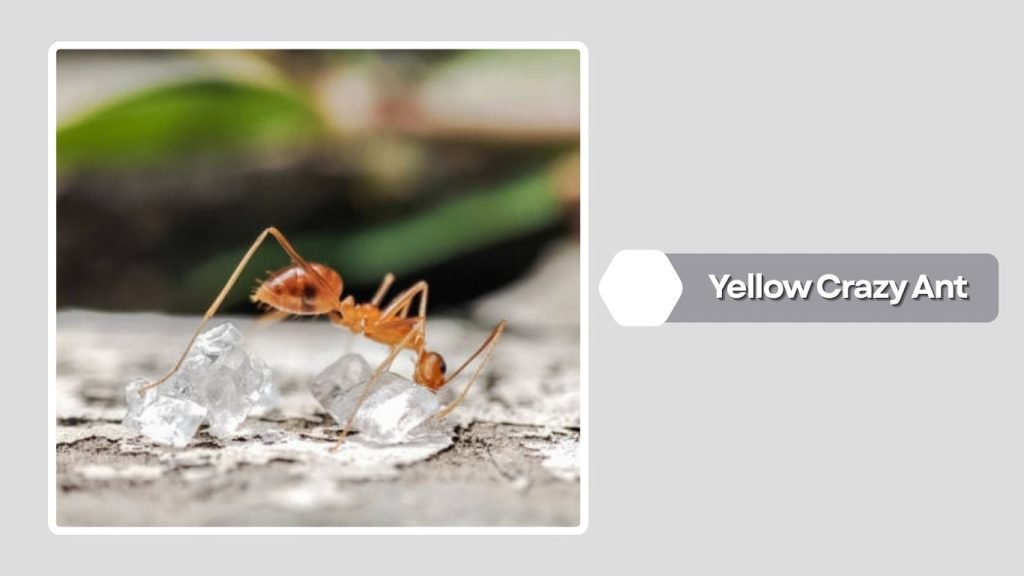 Yellow Crazy Ant