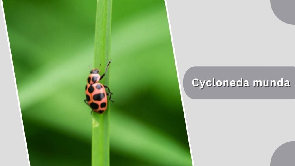 Cycloneda munda