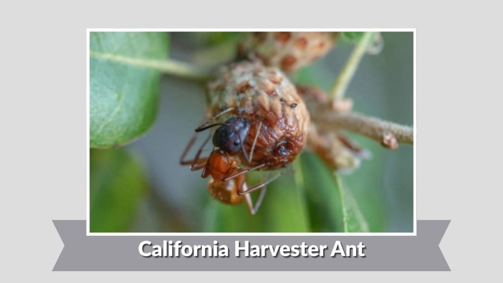 California Harvester Ant