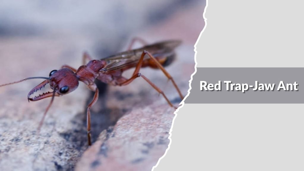 Red Trap-Jaw Ant