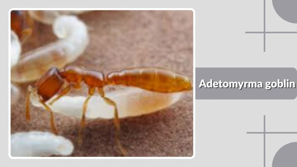  Adetomyrma goblin