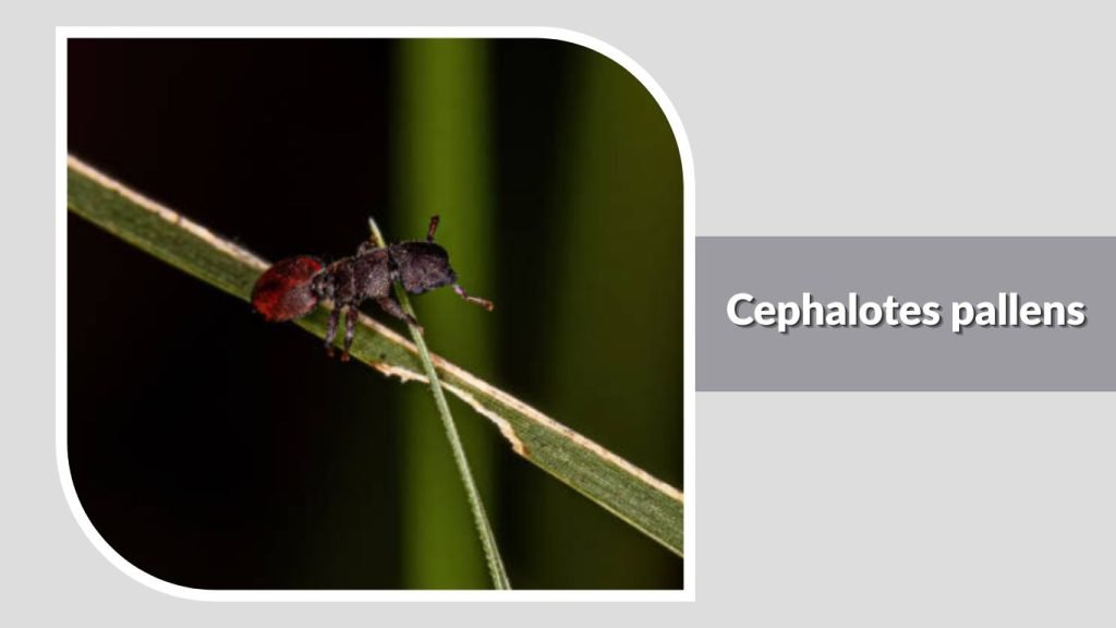  Cephalotes pallens