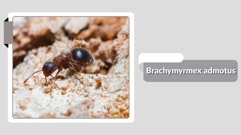  Brachymyrmex admotus