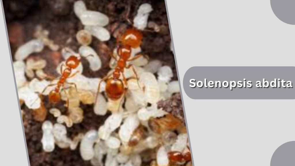 Solenopsis abdita