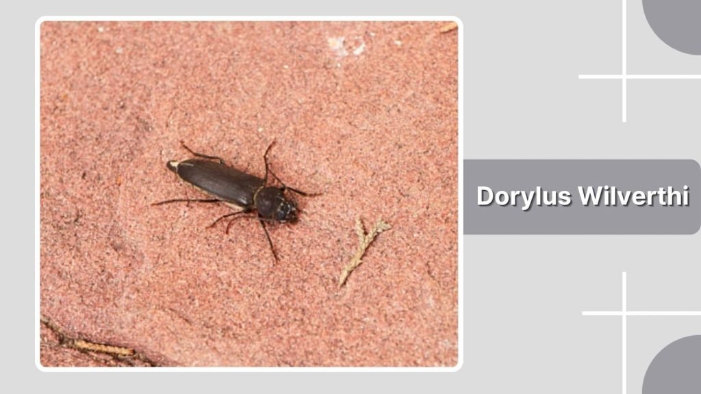 Dorylus Wilverthi