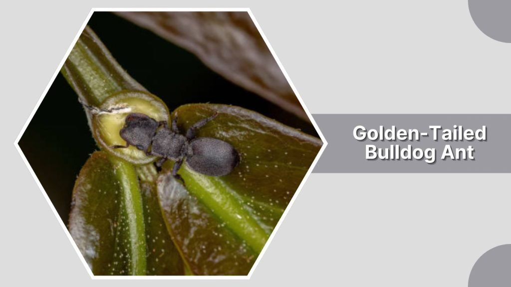Golden-Tailed Bulldog Ant