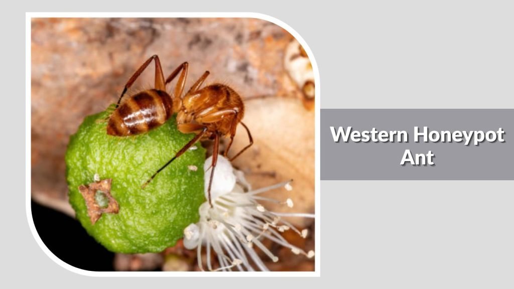 Western Honeypot Ant