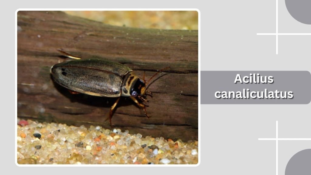 Acilius canaliculatus