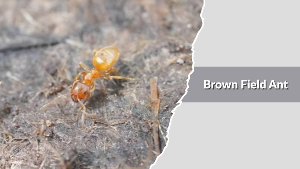 Brown Field Ant