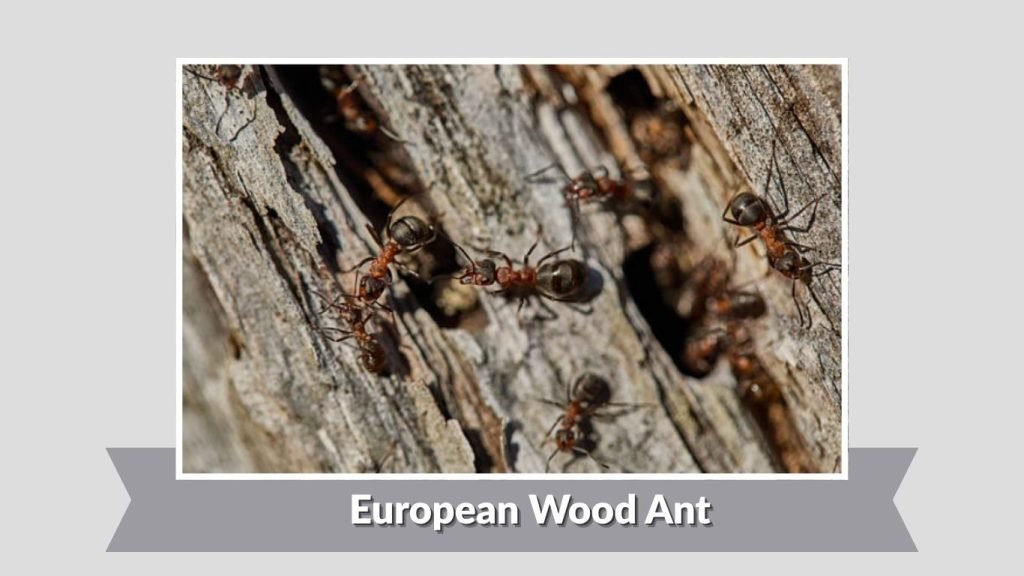 European Wood Ant