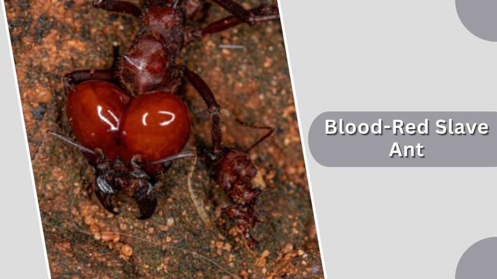  Blood-Red Slave Ant