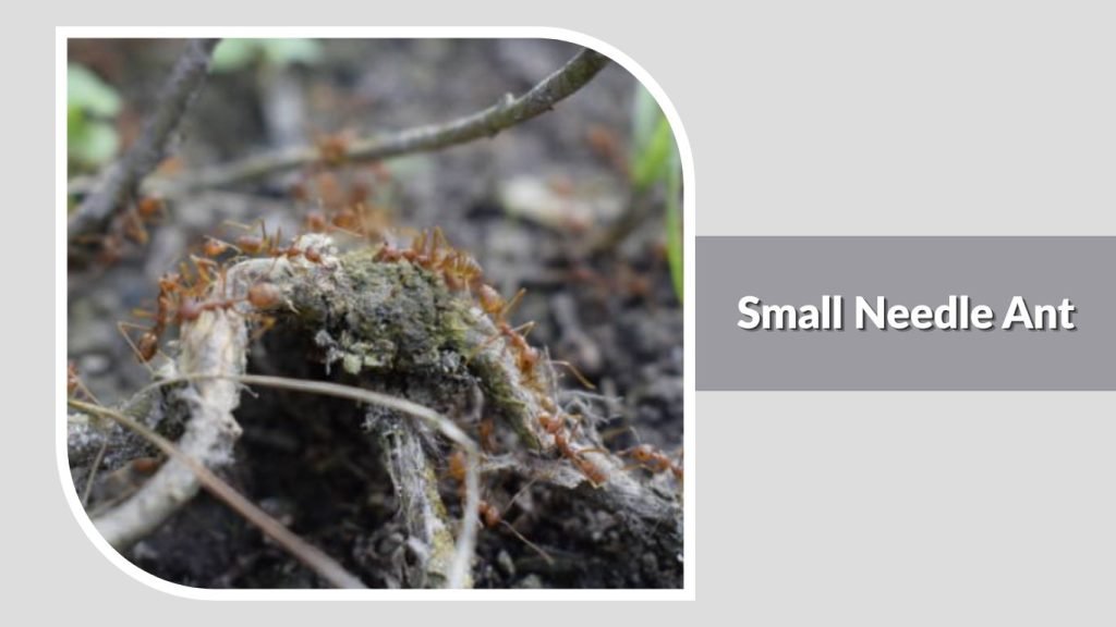Small Needle Ant