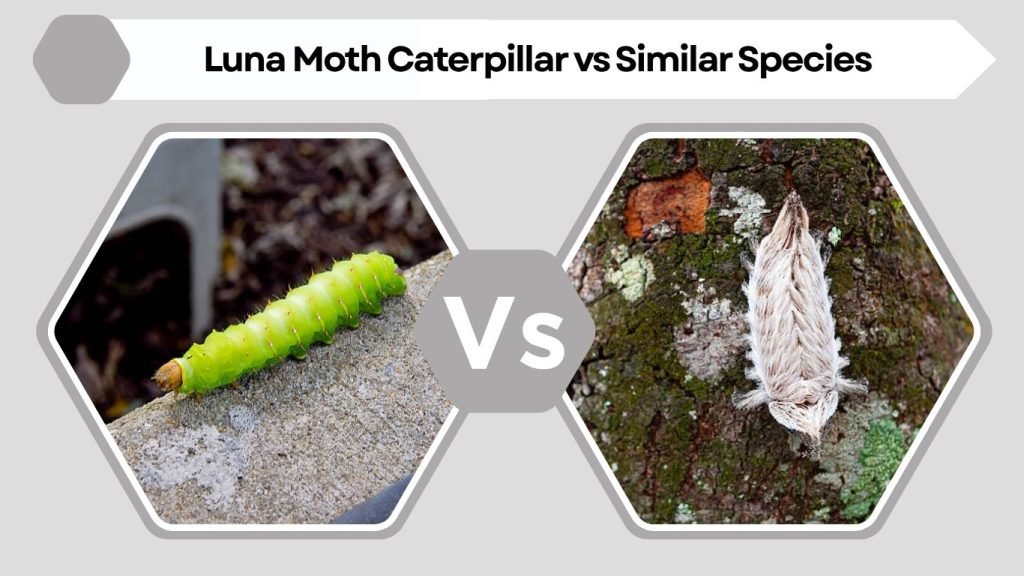 Luna Moth Caterpillar vs Similar Species