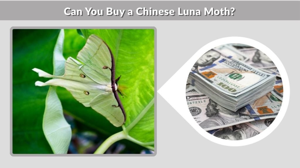Can You Buy a Chinese Luna Moth?