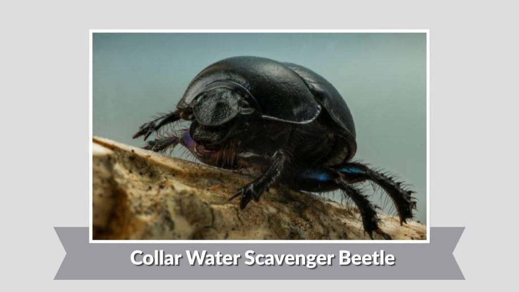 Collar Water Scavenger Beetle