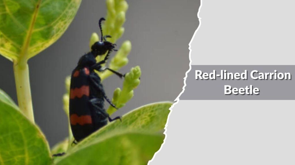  Red-lined Carrion Beetle