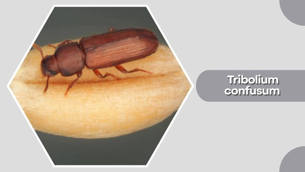  Tribolium confusum