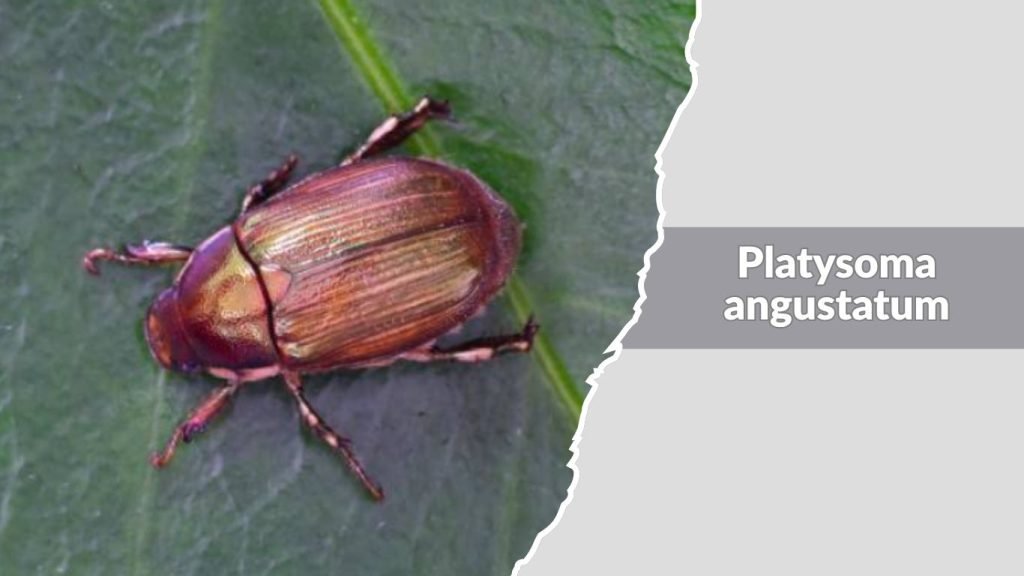 Platysoma angustatum