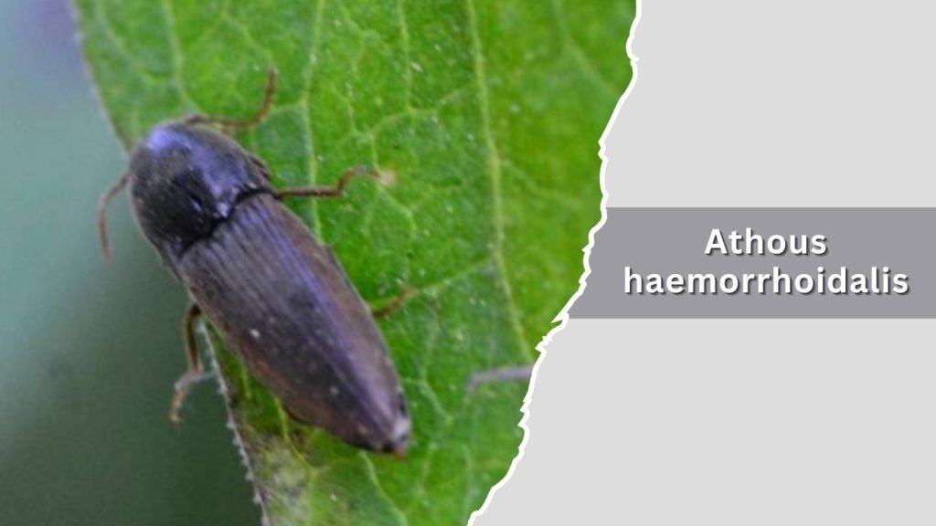 Athous haemorrhoidalis