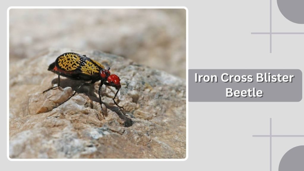 Iron Cross Blister Beetle