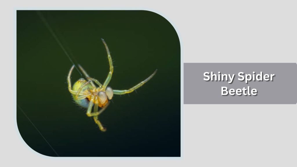 Shiny Spider Beetle